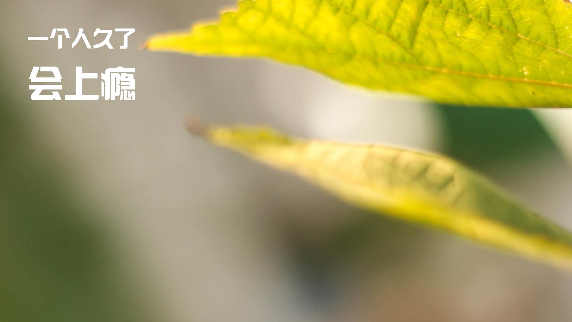 中国足球品牌国际影响力分析,中国足球品牌国际影响力分析论文