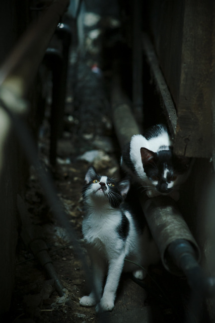 五大联赛是否正进入压缩空间博弈时代,五大联赛会不会再次停摆