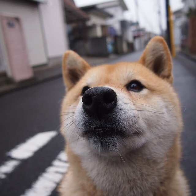 leyu乐鱼-博塔弗戈长传渗透受阻，效果欠佳，博塔弗戈vs累体育