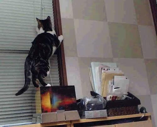 乐鱼电竞· (中国)官方网站-阿尔及尔俱乐部联赛 NB Staouéli 获得国内联赛与杯赛双冠，阿尔及尔属于哪个洲