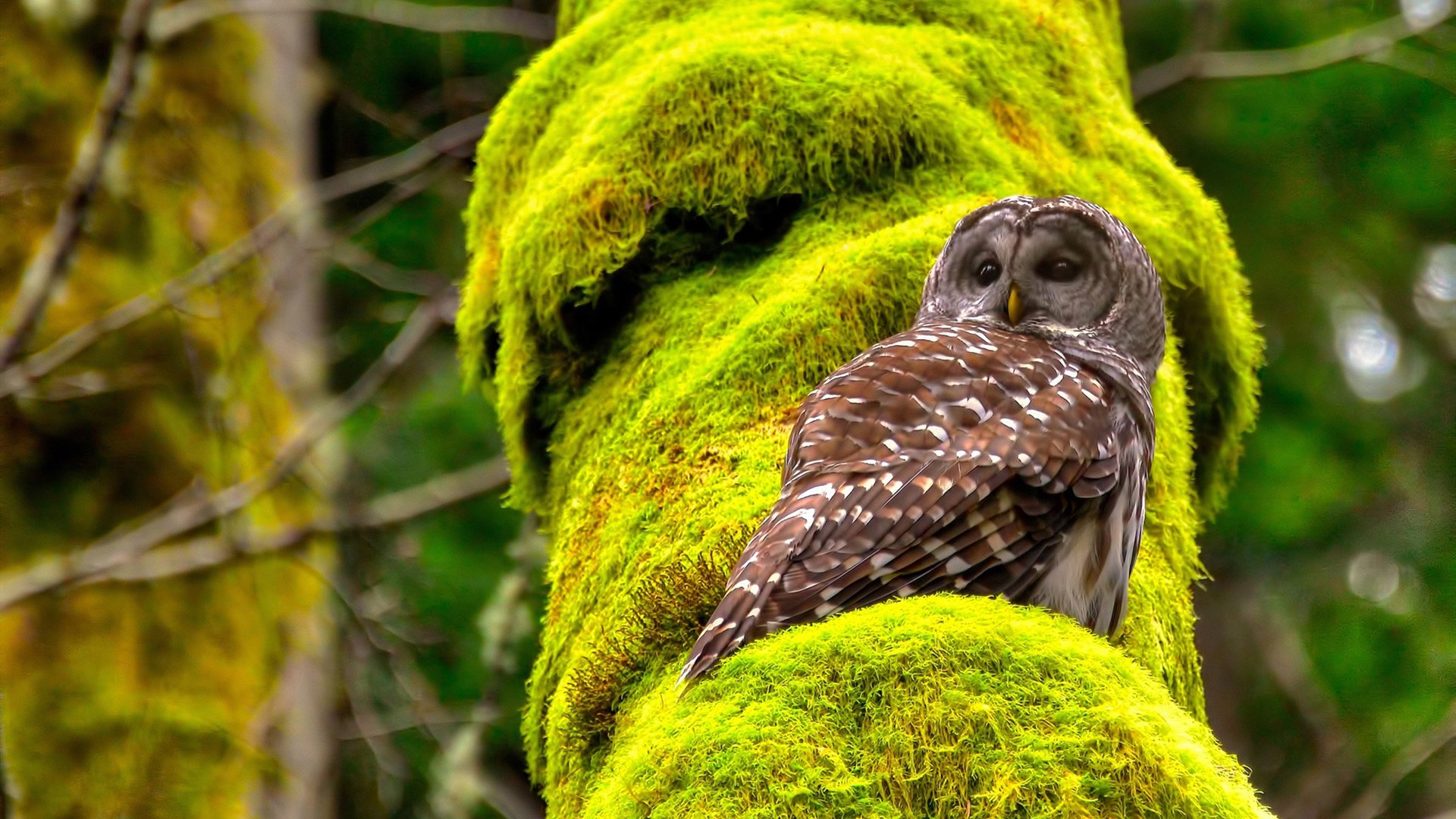 乐鱼电竞在线平台-吉尔吉斯斯坦仰泳选手状态回暖，k歌删了对方能看到吗