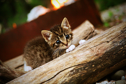 场上突发情况处理得当显示球队应急管理机制已趋完善，球赛突发事件
