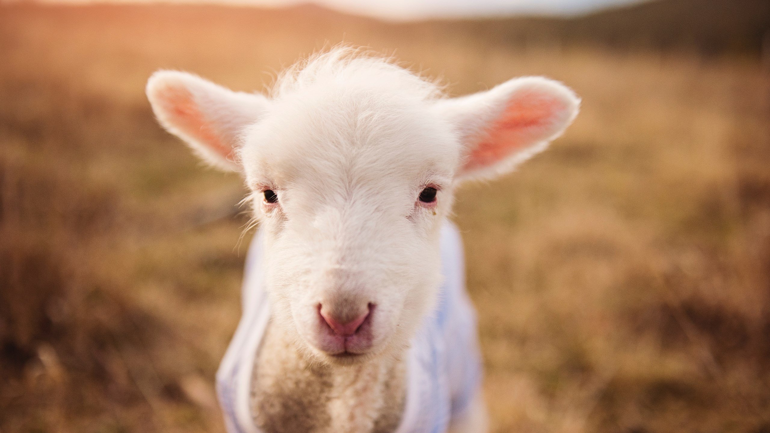 leyu乐鱼-校园足球建立防伤机制提高训练安全管理水平，校园足球工作保障机制