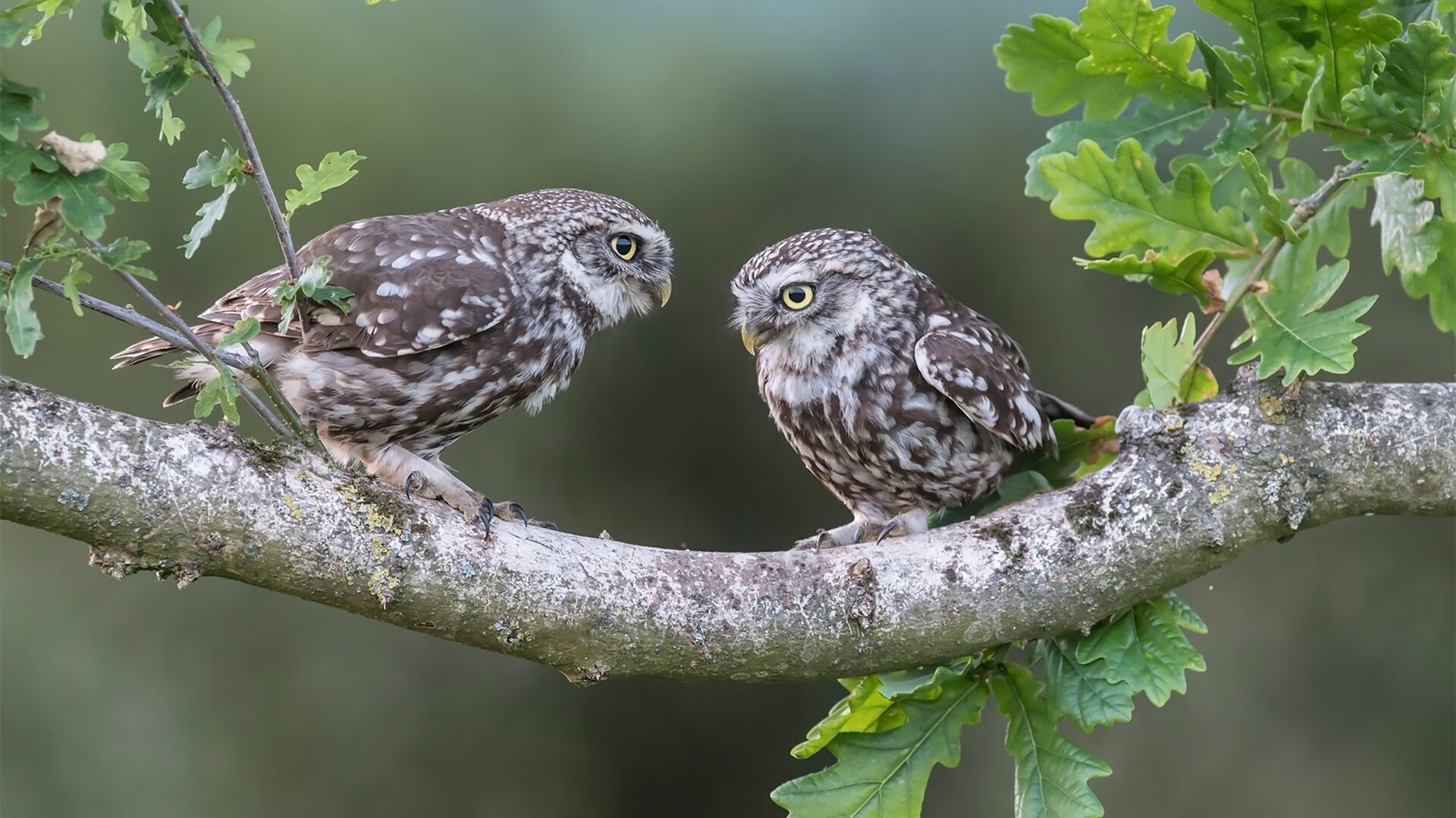 法国年轻天才崭露锋芒,未来可期