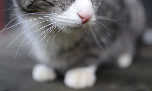 乐鱼vip-22分钟横扫对手，樊振东德甲三连胜引爆全场，樊振东与德国比赛