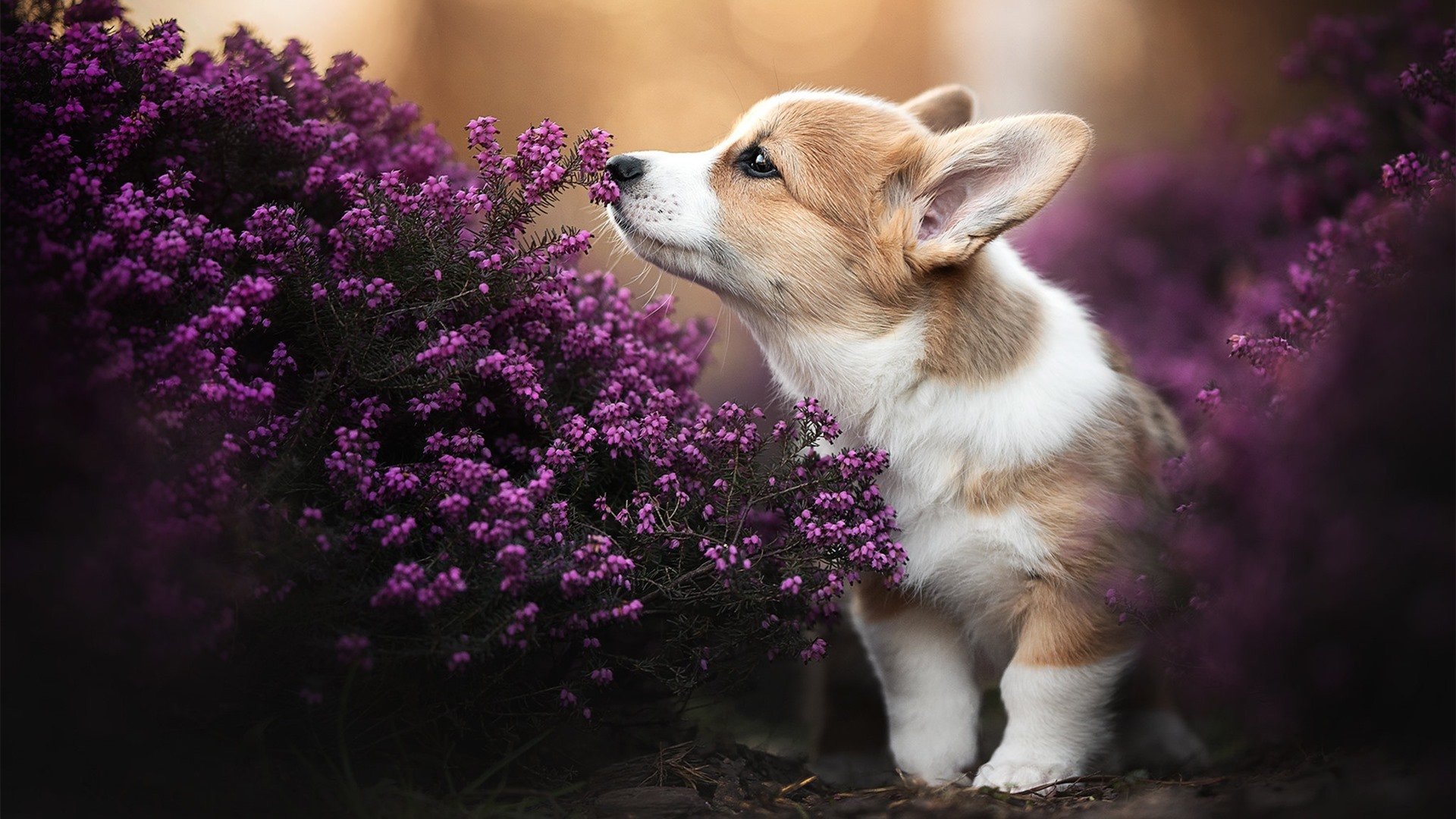 CBA季前赛热身效果良好教练满意球员状态，cba季前赛有啥用